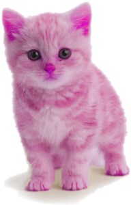 the-small-pink-cat-story-300.jpg
